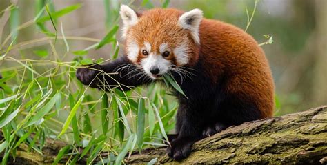 panda roux|Panda roux : caractère, habitat, comportement, alimentation...